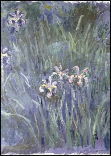 Iris