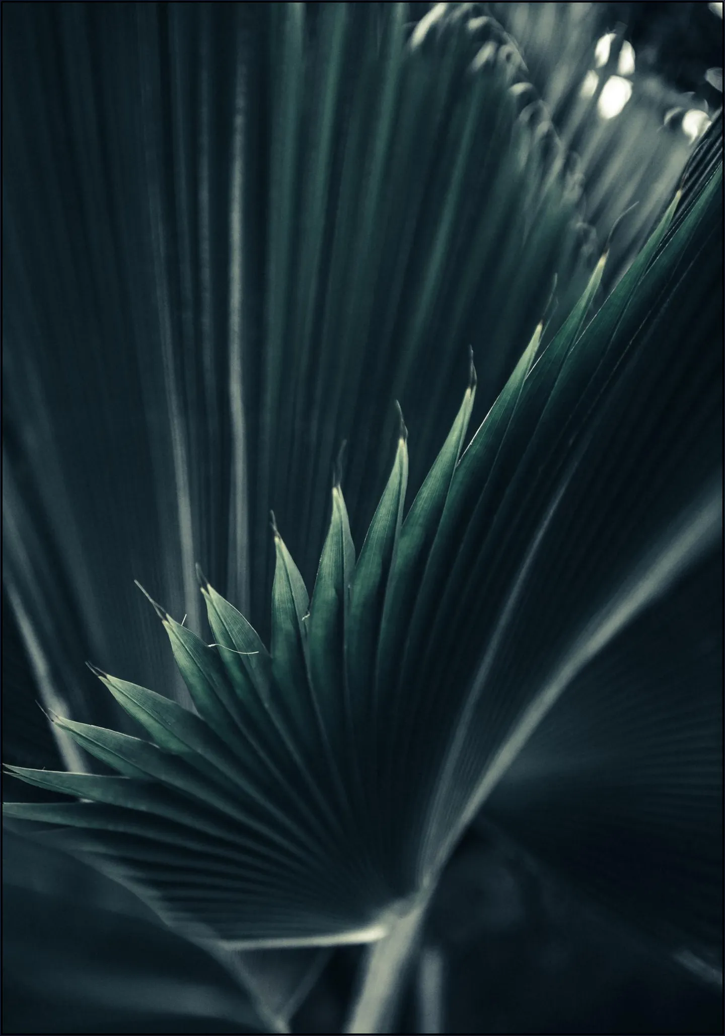 Palm Shade 1