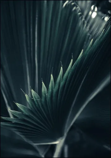 Palm Shade 1