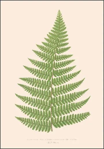 Dicksonia Rubuginosa