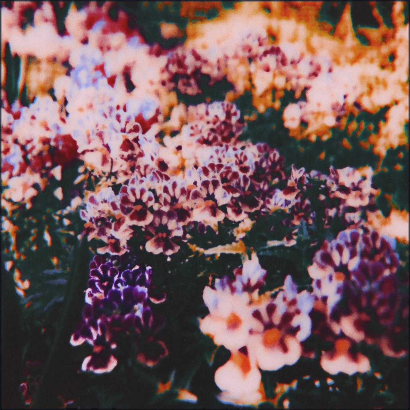 In Full Bloom