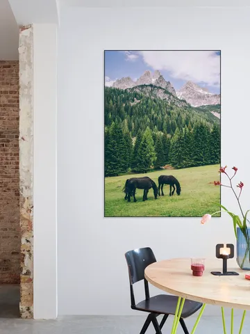 Friesian Horses in Alps