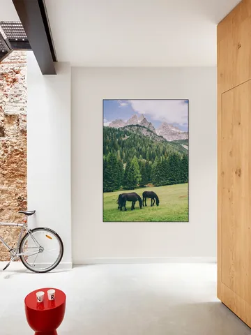 Friesian Horses in Alps