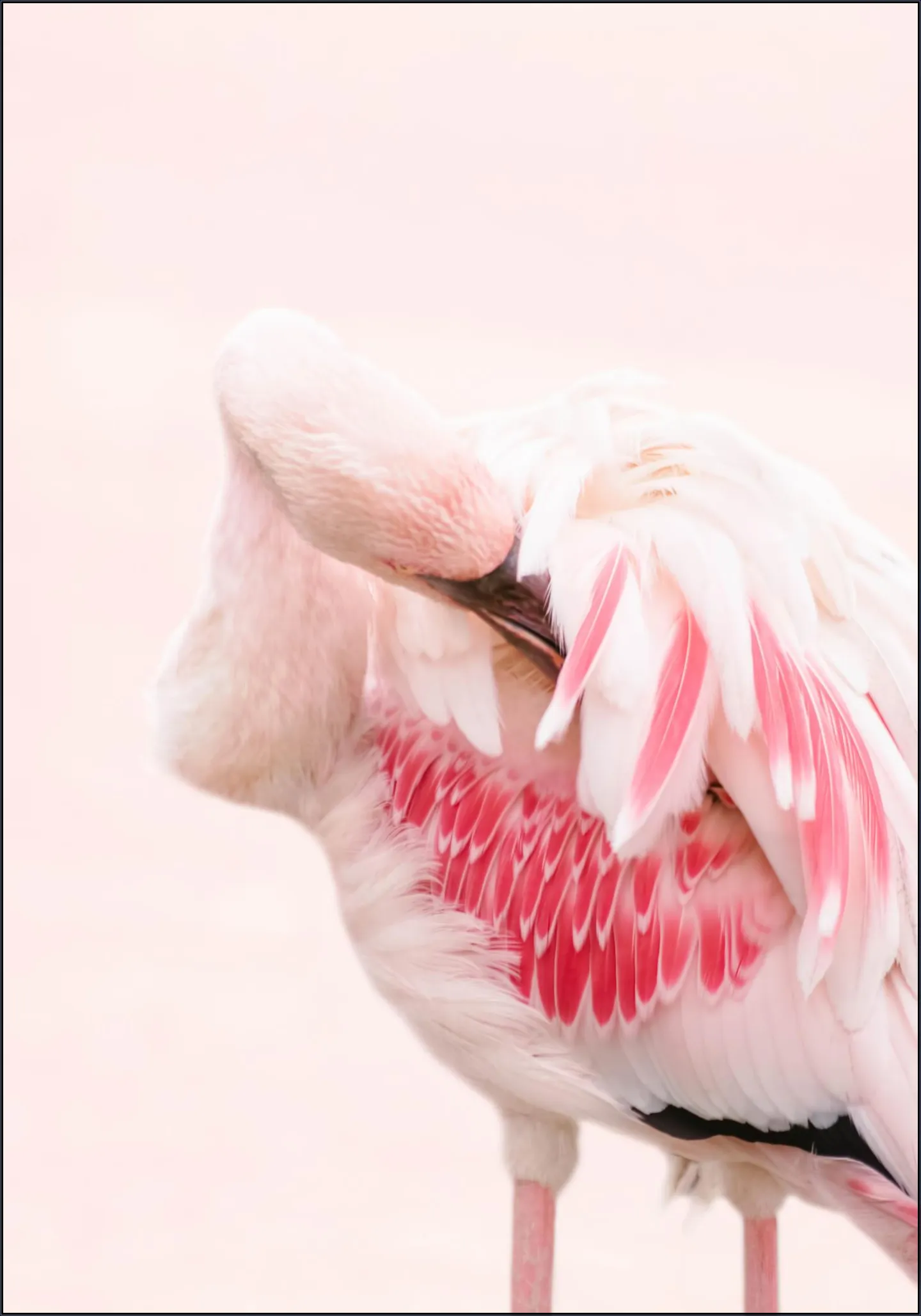 Pink Flamingo