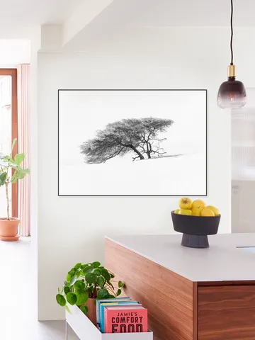 Tree in Sahara Desert