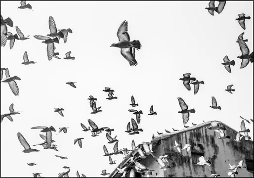 Birds in the Sky