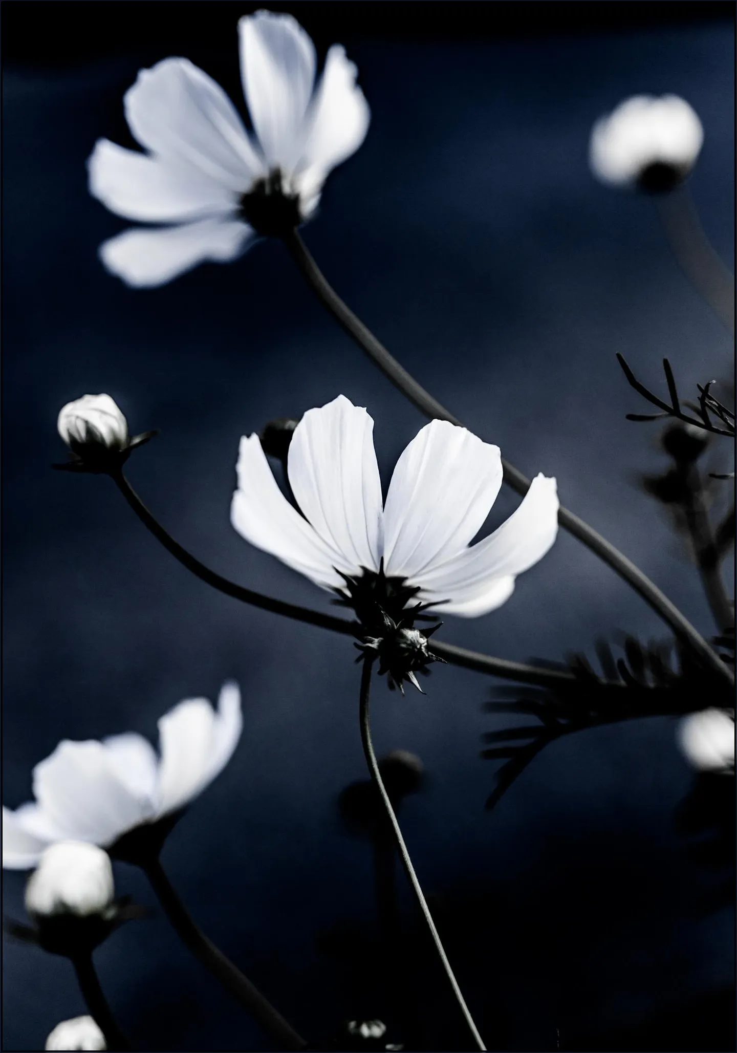 Wild Flowers