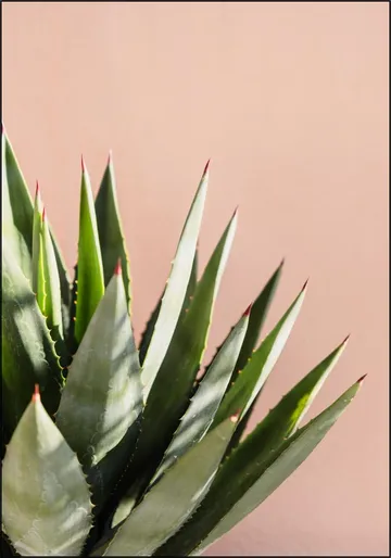 Green Plant Pink Wall