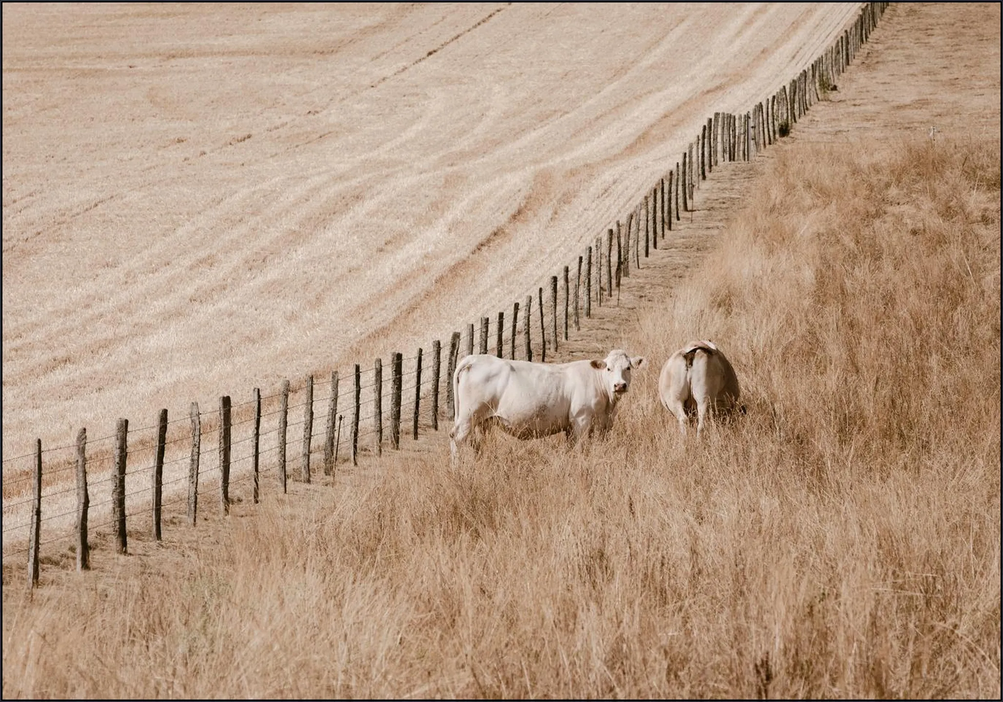 Cows on the Hill