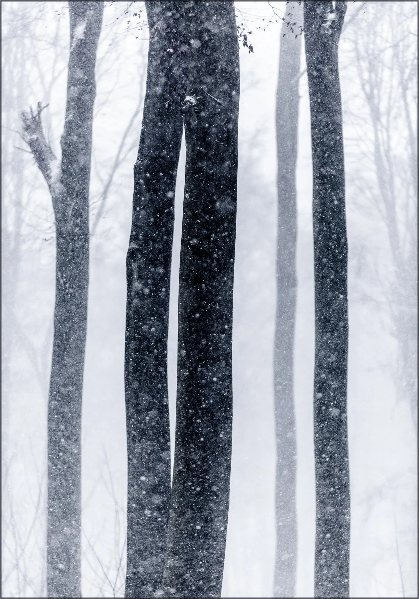 Snow Trees 2