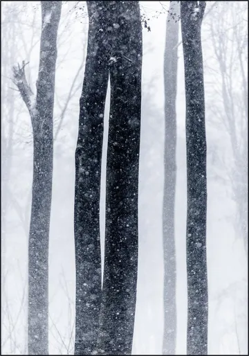 Snow Trees 2