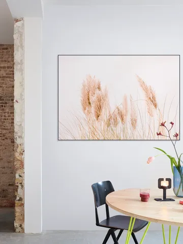 Pampas Grass