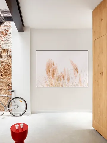 Pampas Grass