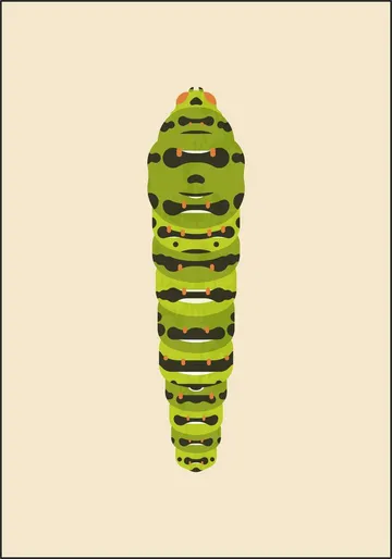 The Queen Page Caterpillar