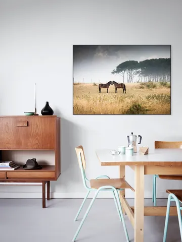 Vilde Heste Denmark Horses