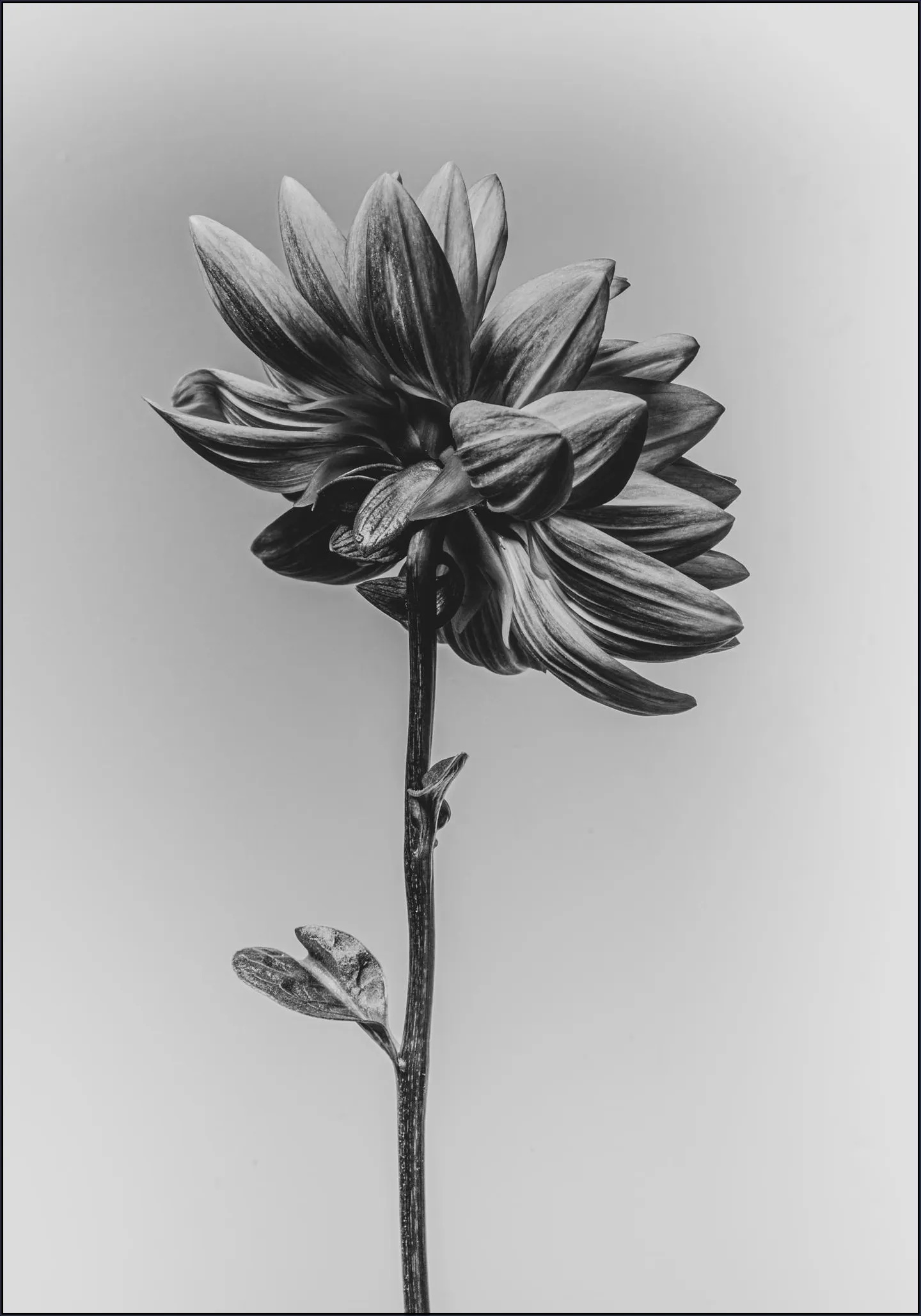 Dahlia