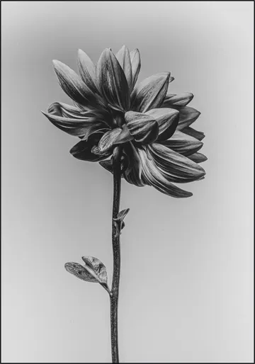Dahlia