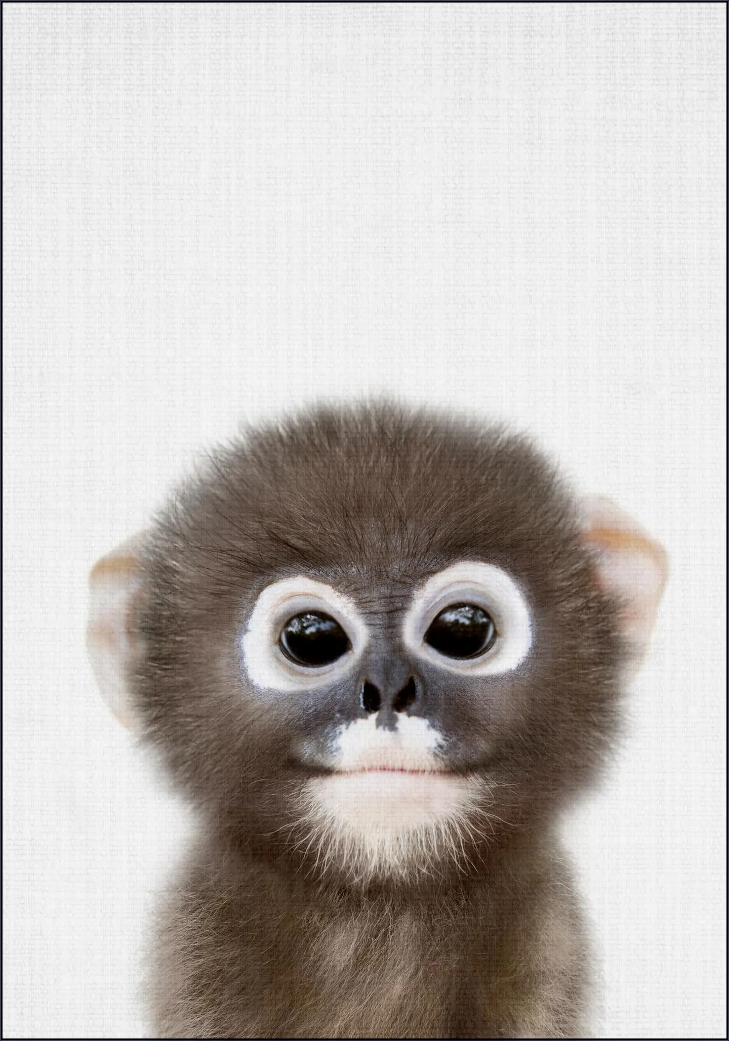 Baby Monkey