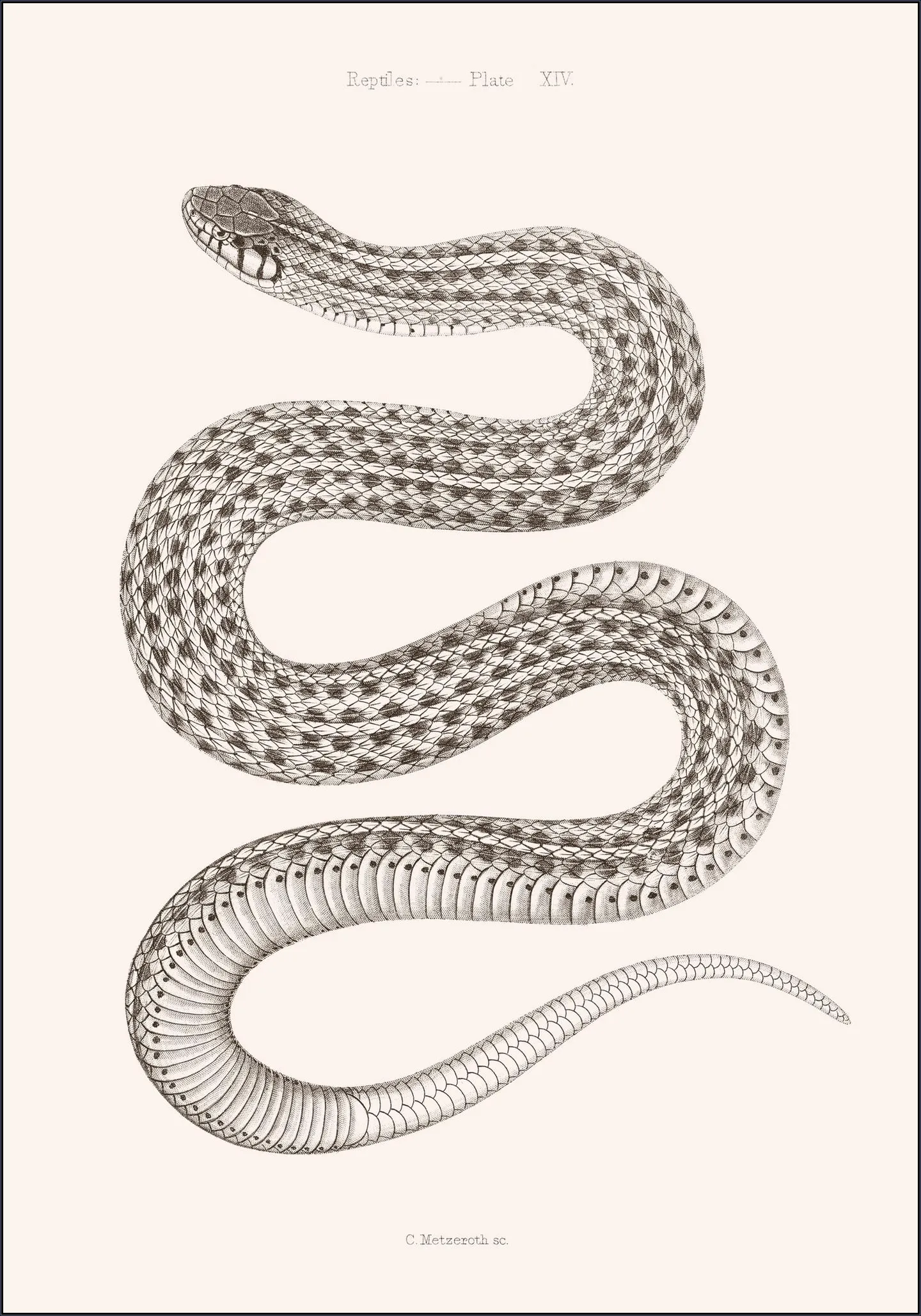 Plate XIV