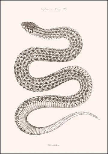 Plate XIV