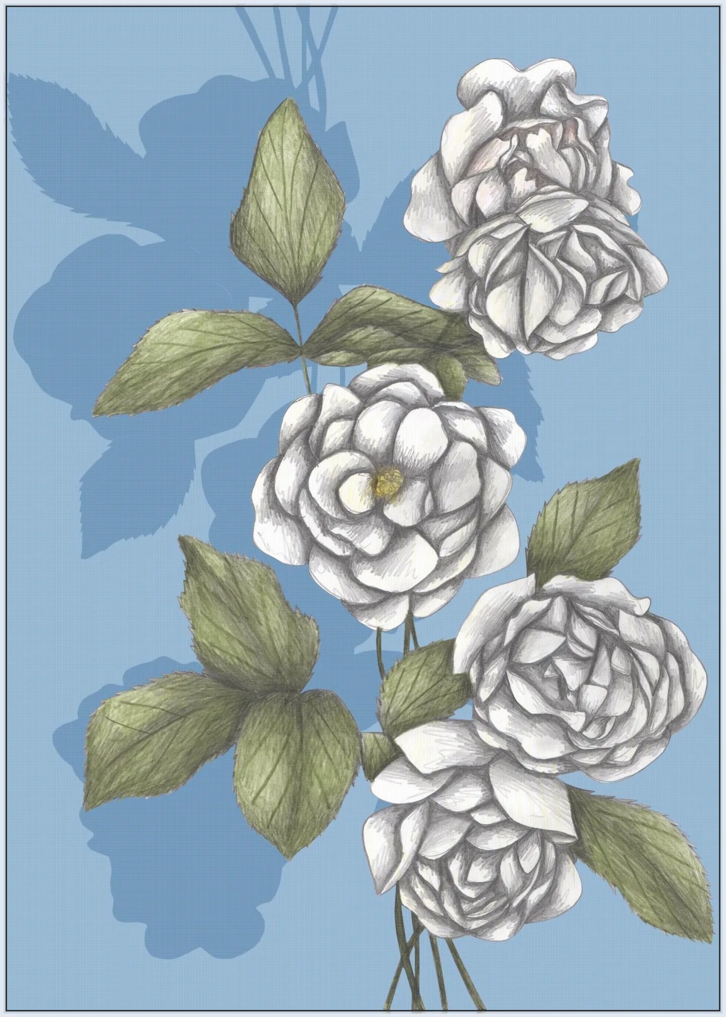 White Roses