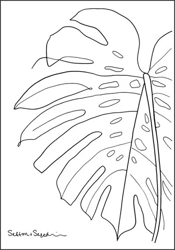 Monstera white