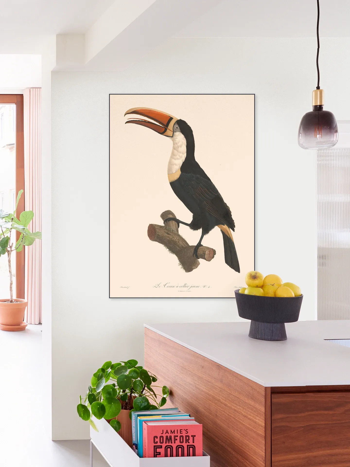Le Toucan a Collier Jaune