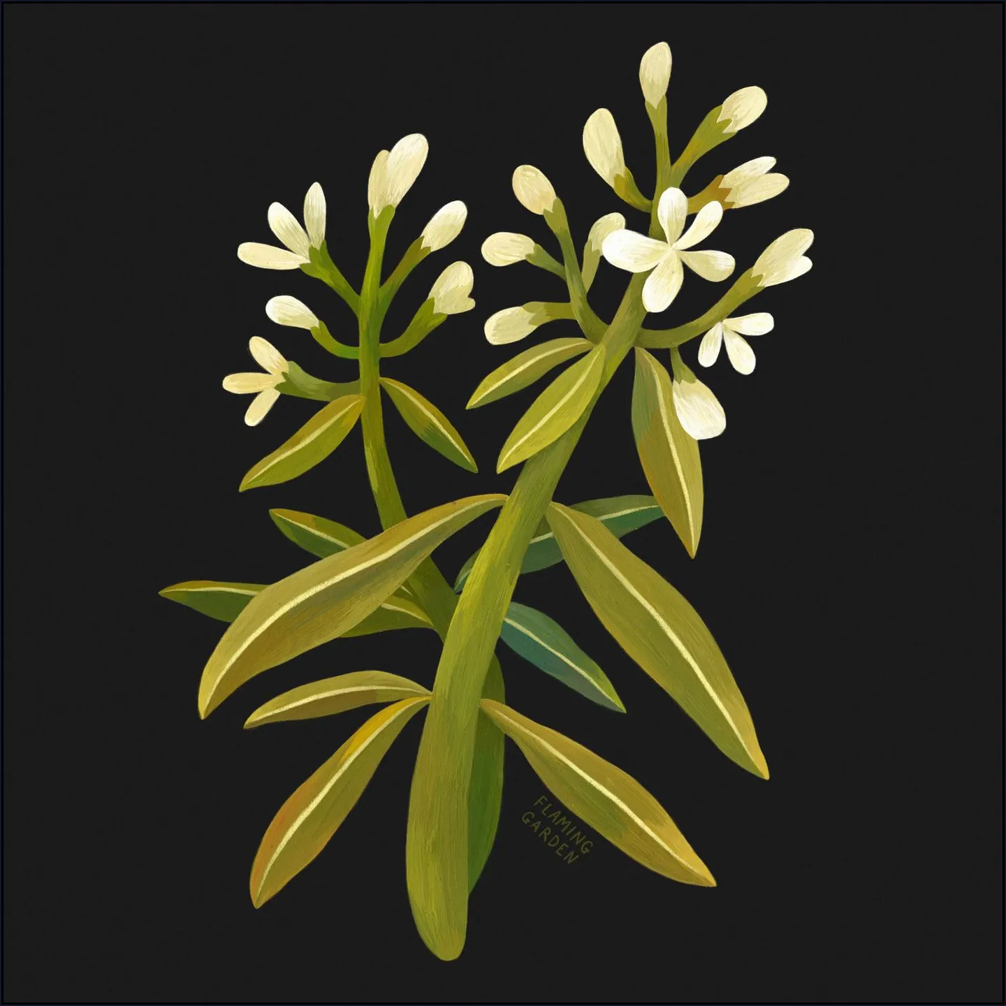 White Flower