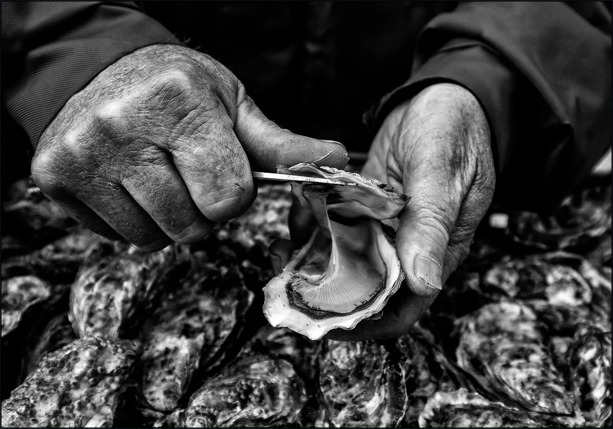 Oyster Farmer