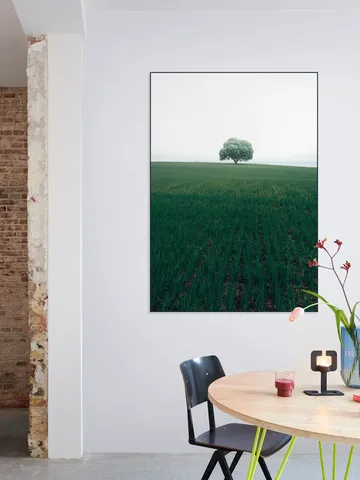 The lonely Oak Tree