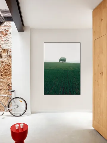 The lonely Oak Tree