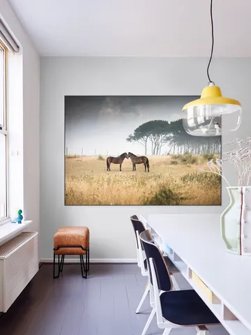 Vilde Heste Denmark Horses