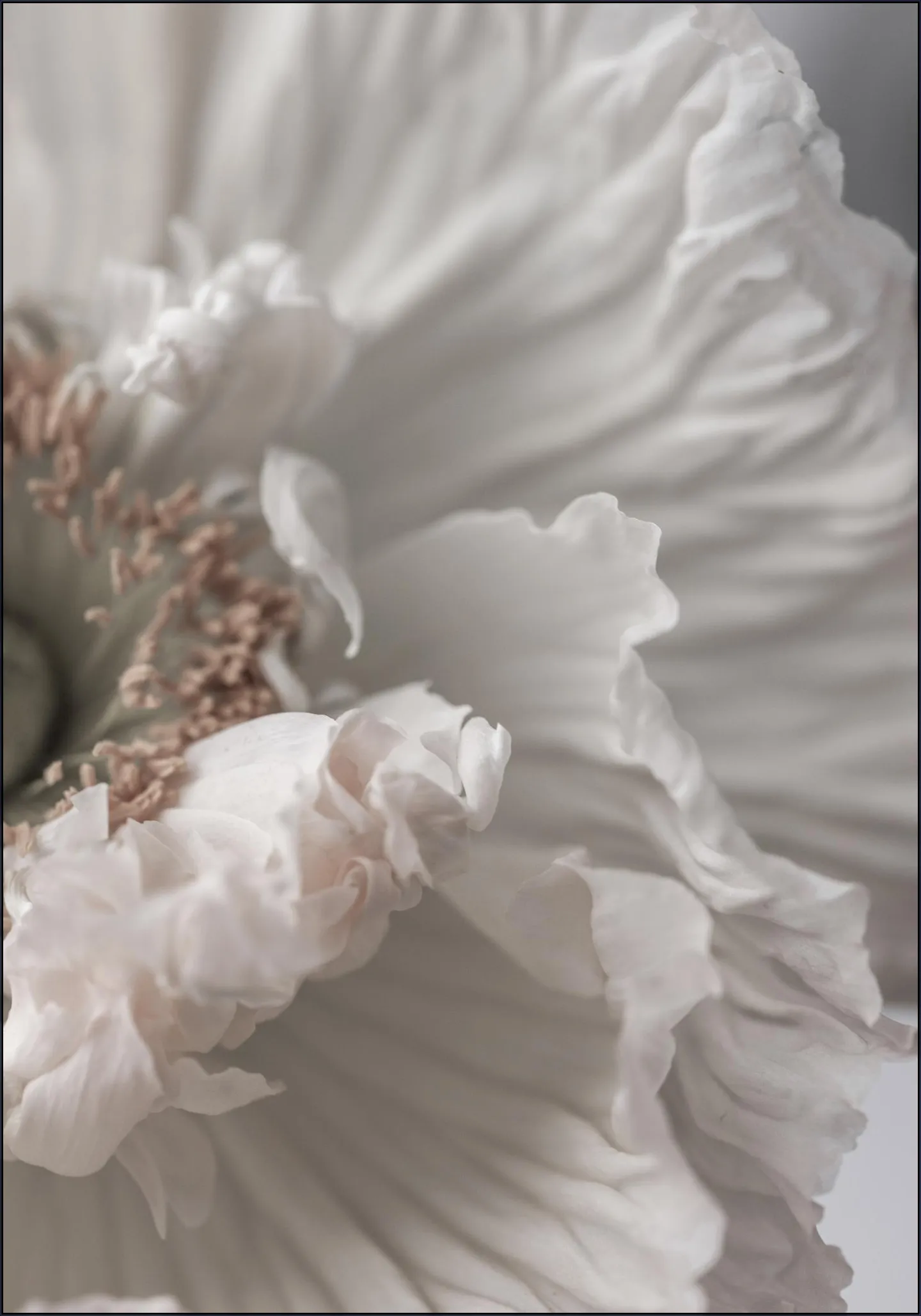 Poppy 1