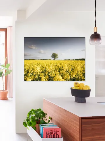 Golden Field Morning