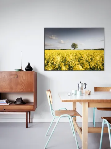 Golden Field Morning