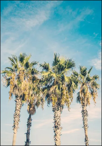 Barcelona Palm Trees