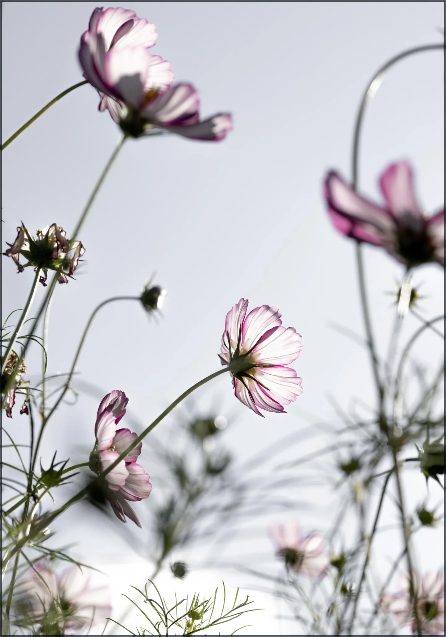 Wild Flowers