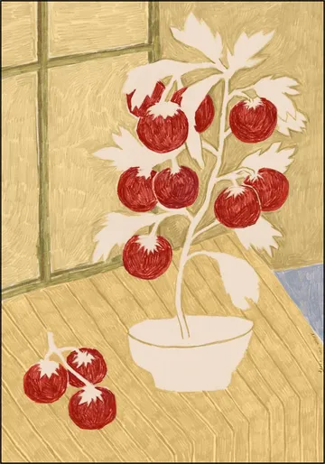 Tomatoes