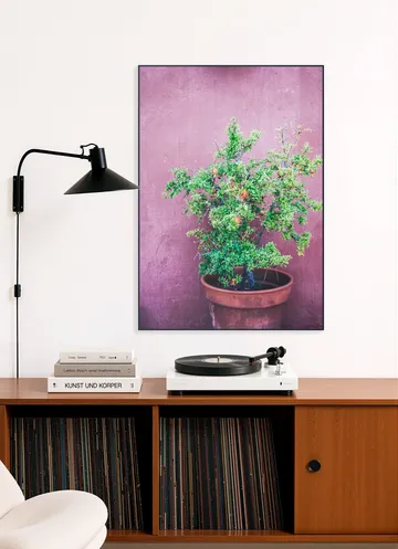 Purple Pomegranate