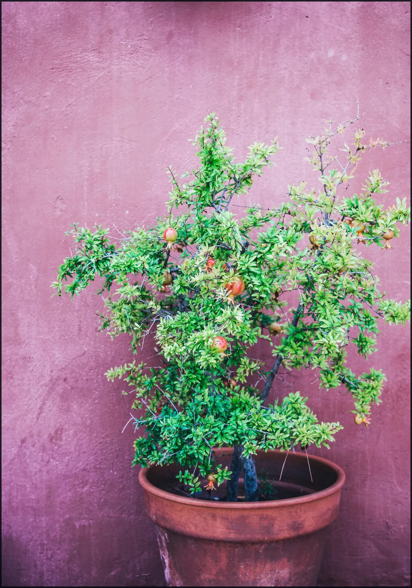 Purple Pomegranate