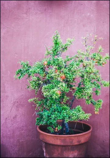 Purple Pomegranate