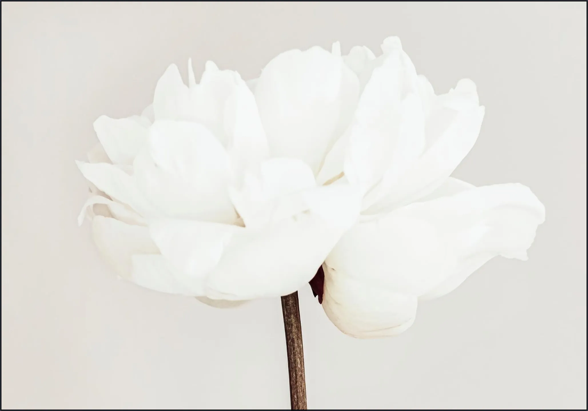 White Bloom Serenity