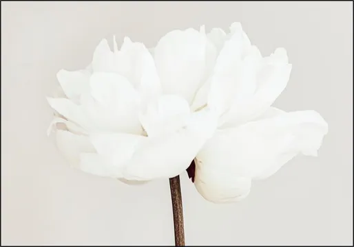 White Bloom Serenity