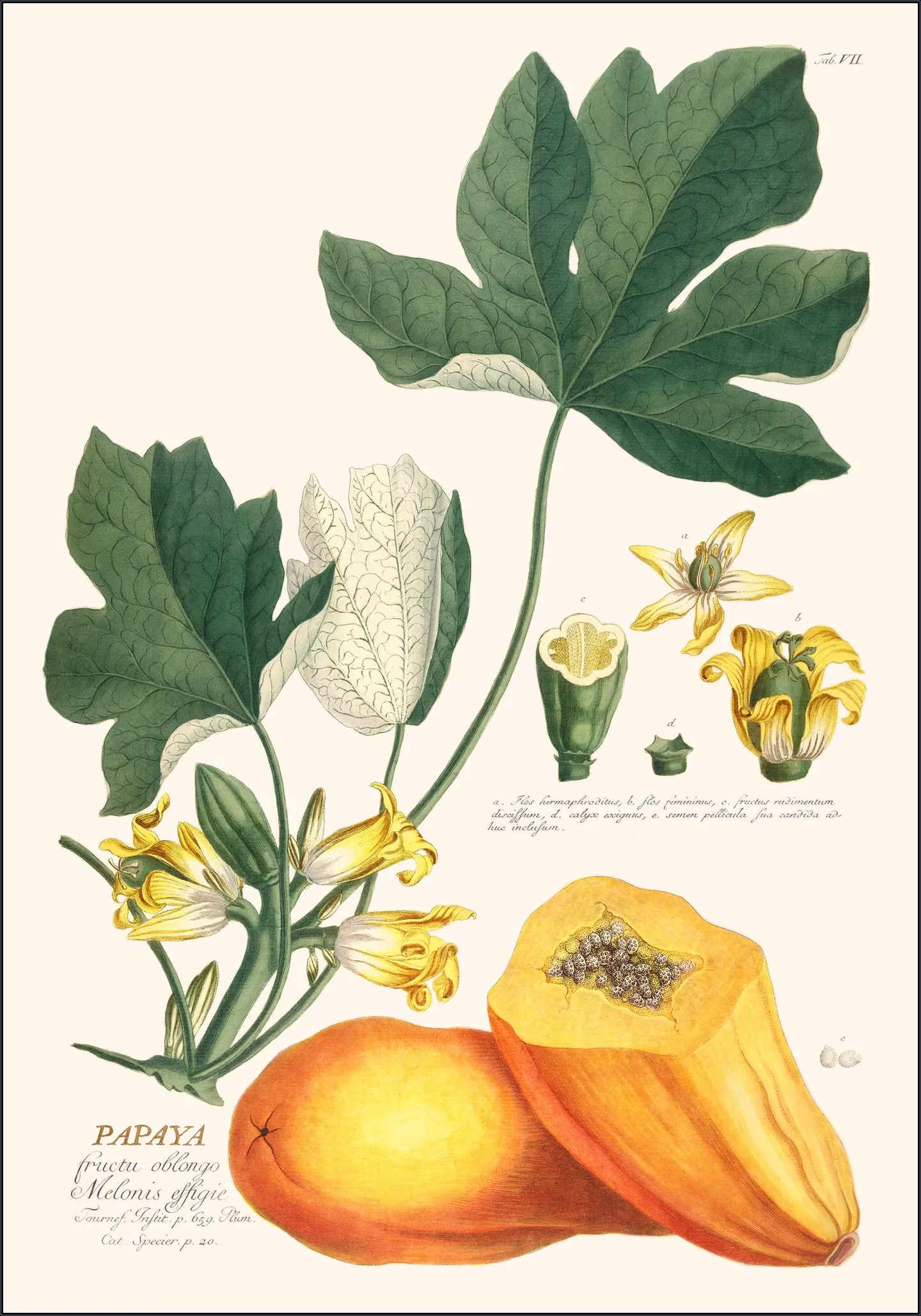 Papaya