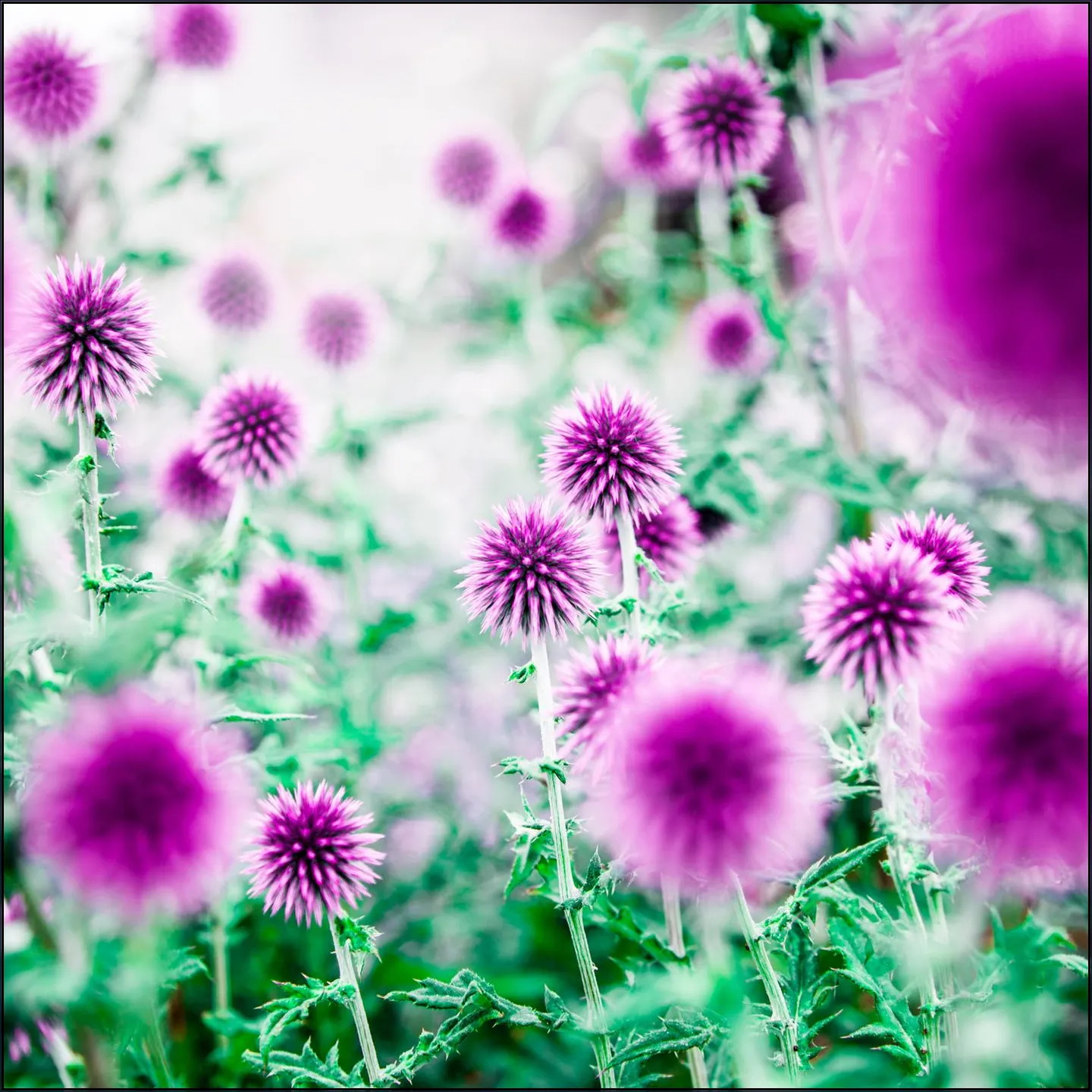 Dream Flowers Pink