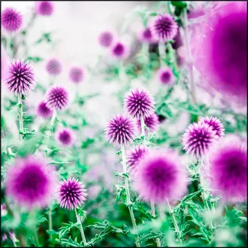 Dream Flowers Pink