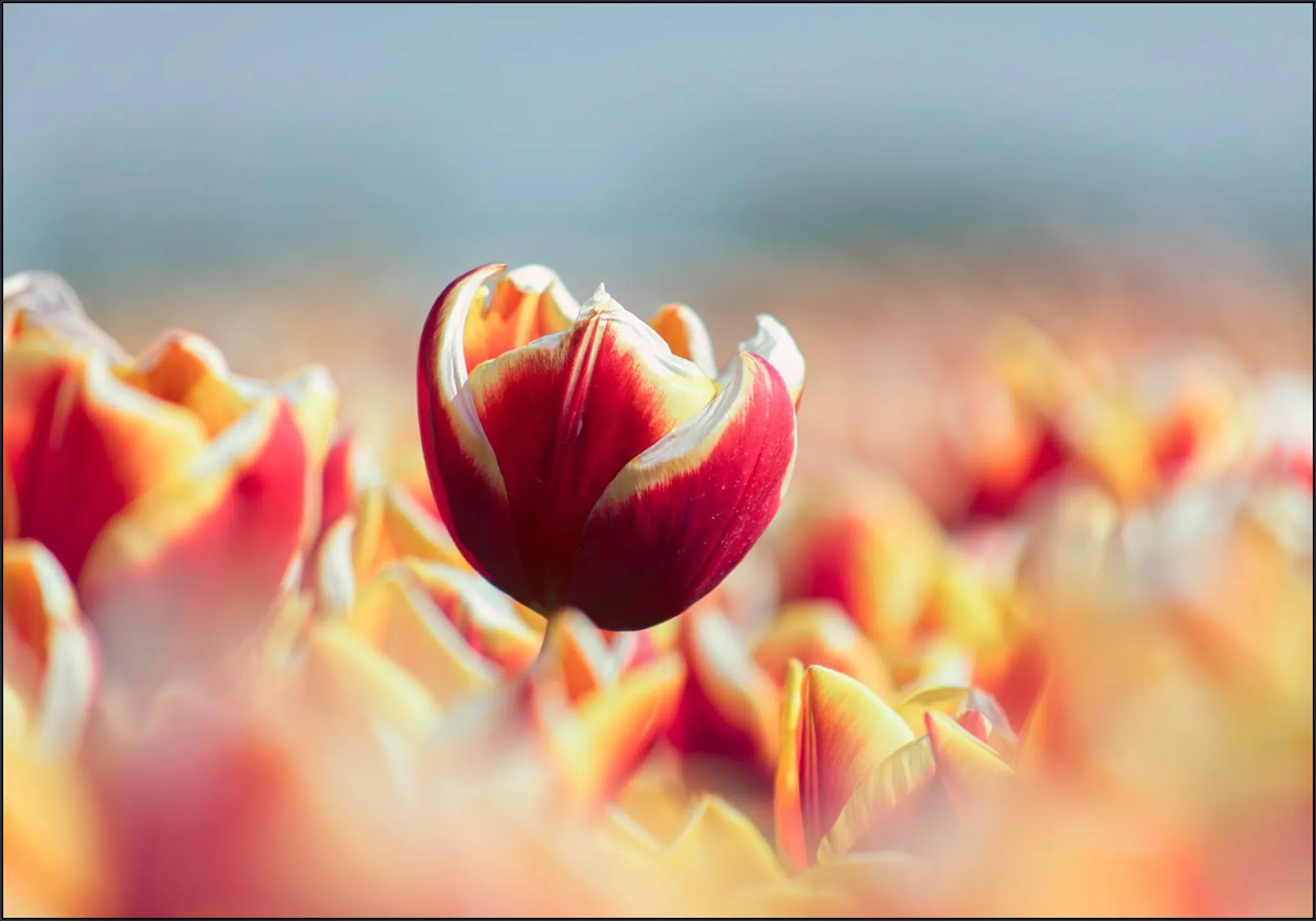 Among the Tulips