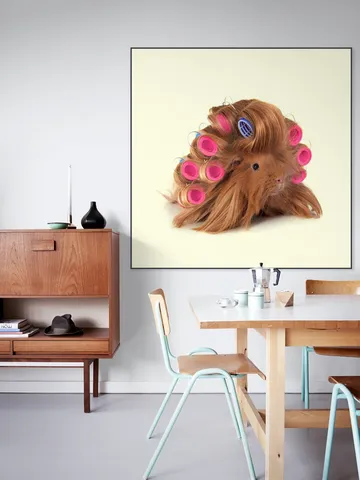 Hairy Guinea Pig