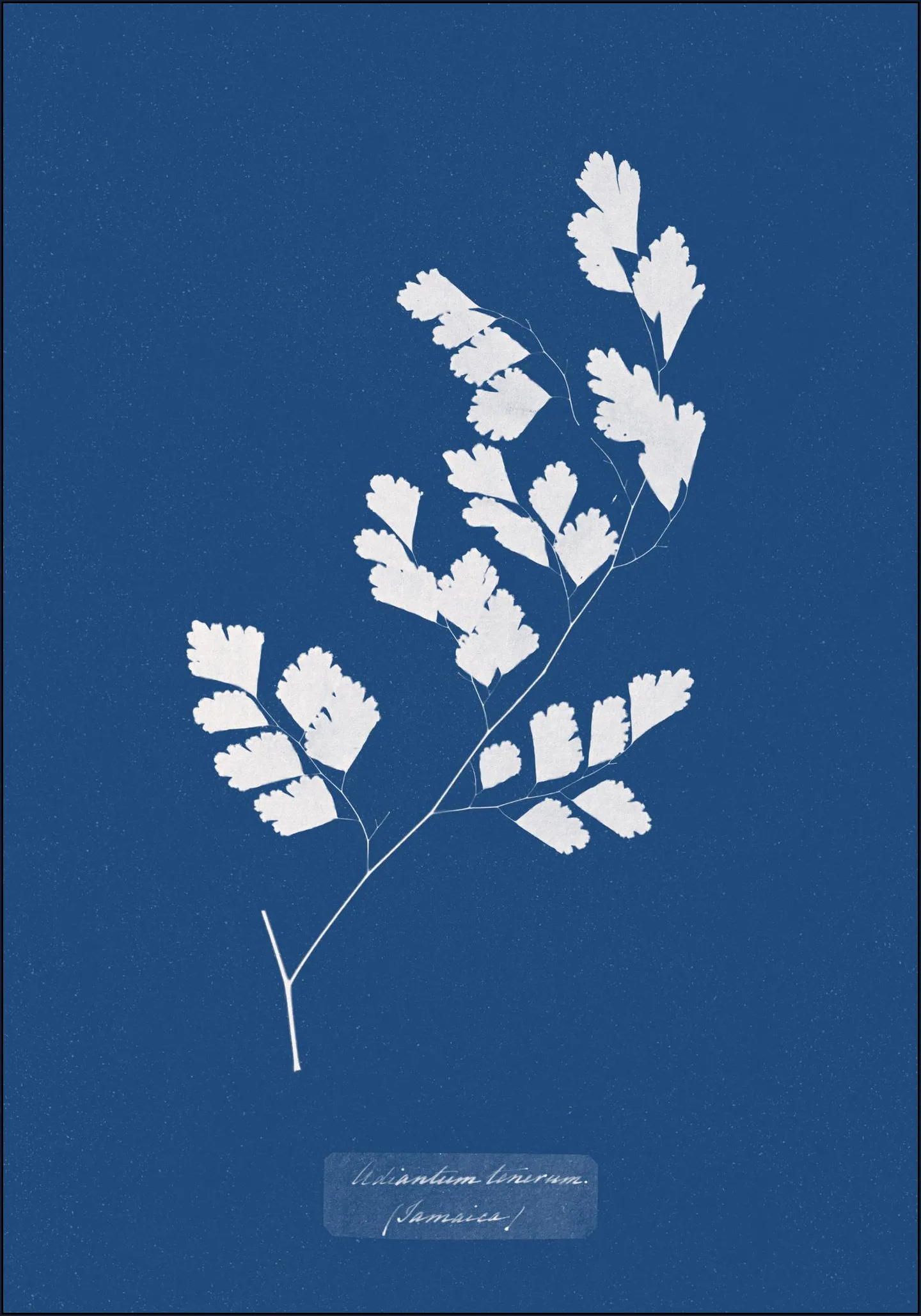 Adiantum Tenerum Fern