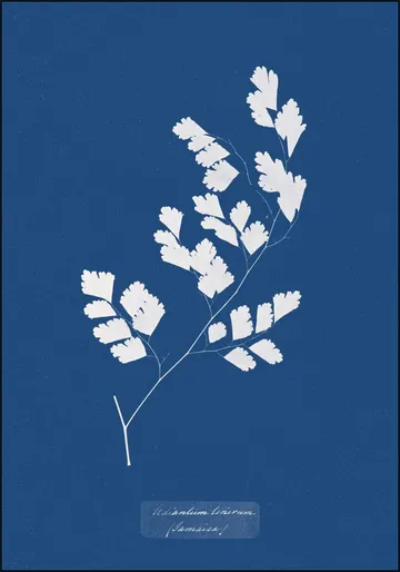 Adiantum Tenerum Fern